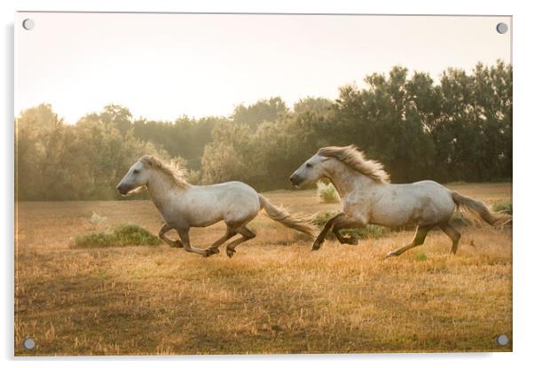 Stallion run  Acrylic by Janette Hill