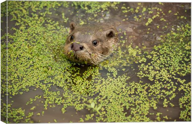 Otter Canvas Print by Janette Hill
