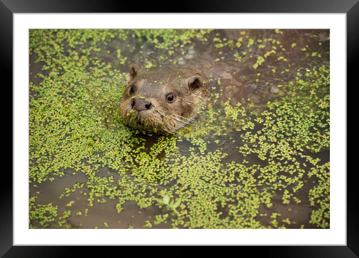 Otter Framed Mounted Print by Janette Hill