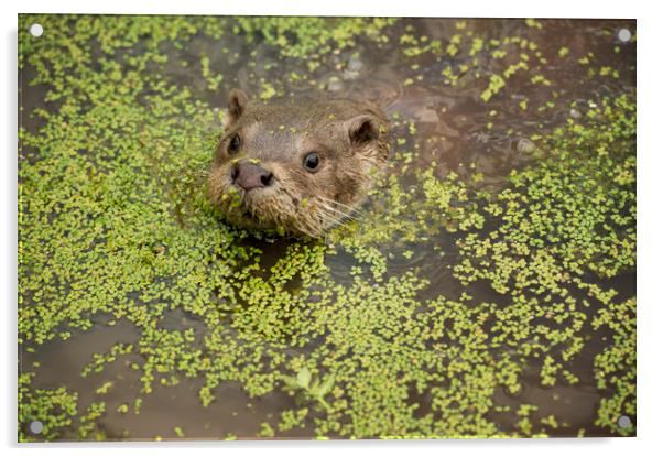 Otter Acrylic by Janette Hill