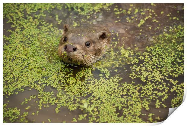 Otter Print by Janette Hill