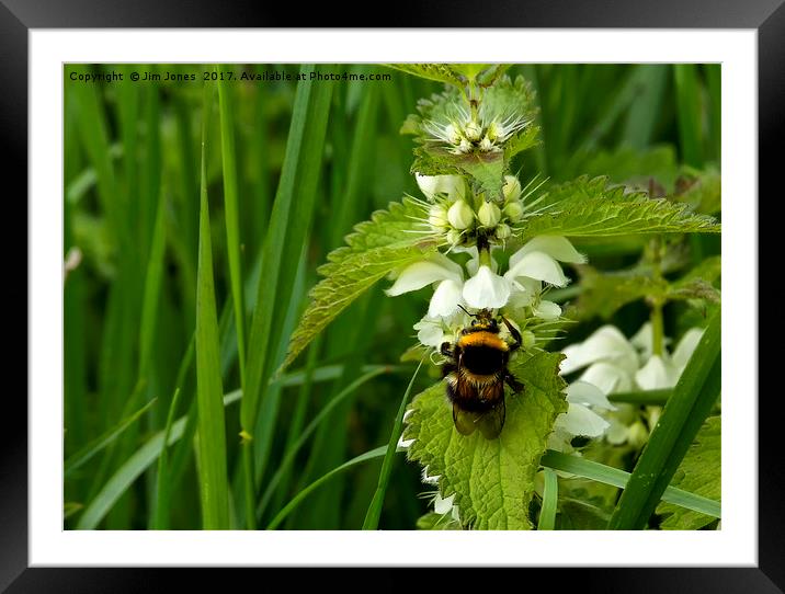 Bee on Nettle flowers; two stingers together Framed Mounted Print by Jim Jones