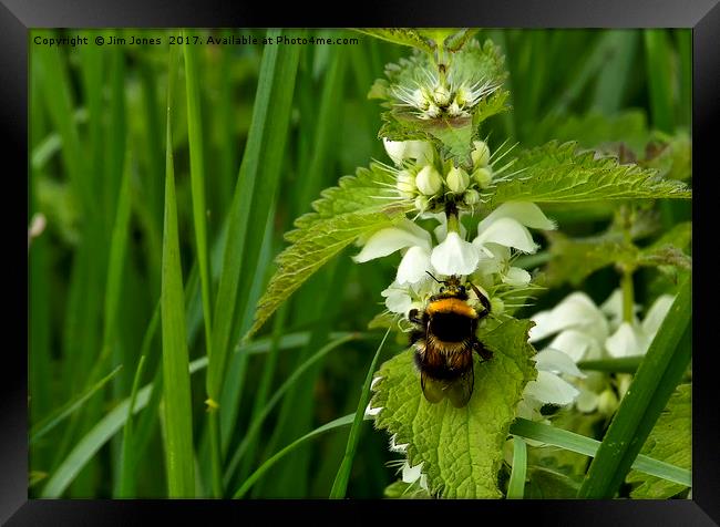 Bee on Nettle flowers; two stingers together Framed Print by Jim Jones