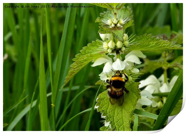 Bee on Nettle flowers; two stingers together Print by Jim Jones