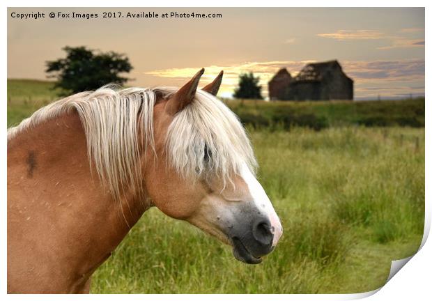 Horse in Birtle Print by Derrick Fox Lomax