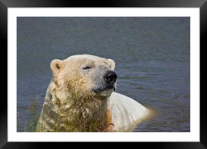 Polar Bear Bliss Framed Mounted Print by Jacqi Elmslie