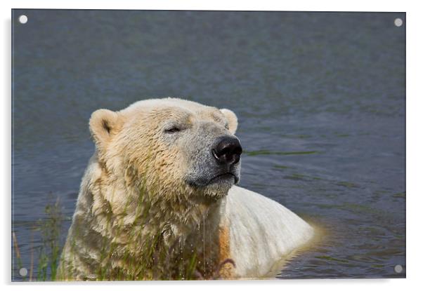 Polar Bear Bliss Acrylic by Jacqi Elmslie