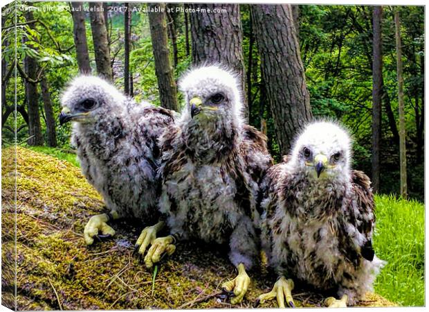 Three Common Buzzard Chicks Canvas Print by Paul Welsh