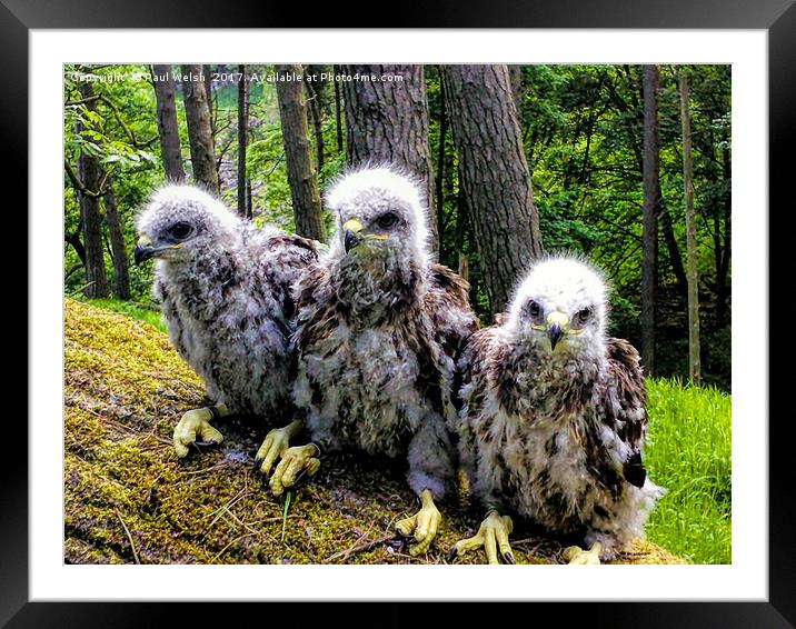 Three Common Buzzard Chicks Framed Mounted Print by Paul Welsh
