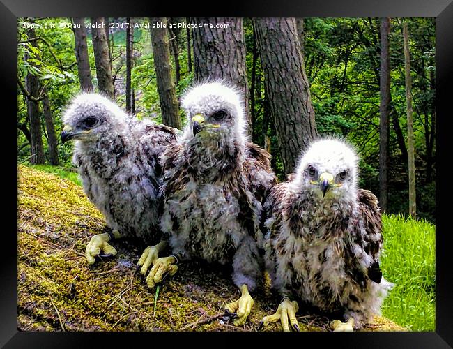 Three Common Buzzard Chicks Framed Print by Paul Welsh