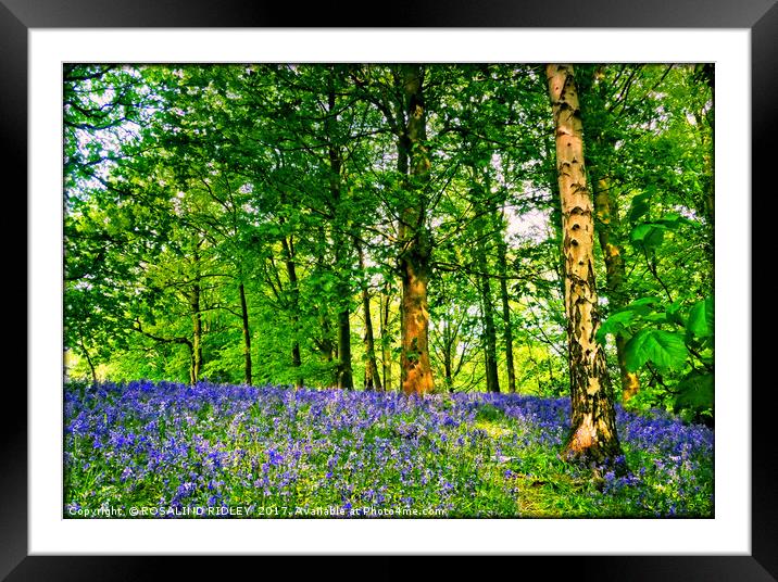 " Bluebells and Birch trees" Framed Mounted Print by ROS RIDLEY