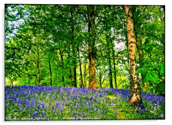 " Bluebells and Birch trees" Acrylic by ROS RIDLEY