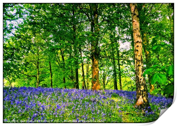 " Bluebells and Birch trees" Print by ROS RIDLEY