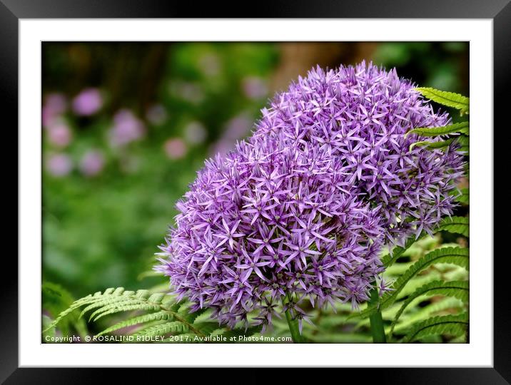 "Beautiful Purple Allium" Framed Mounted Print by ROS RIDLEY