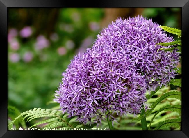 "Beautiful Purple Allium" Framed Print by ROS RIDLEY