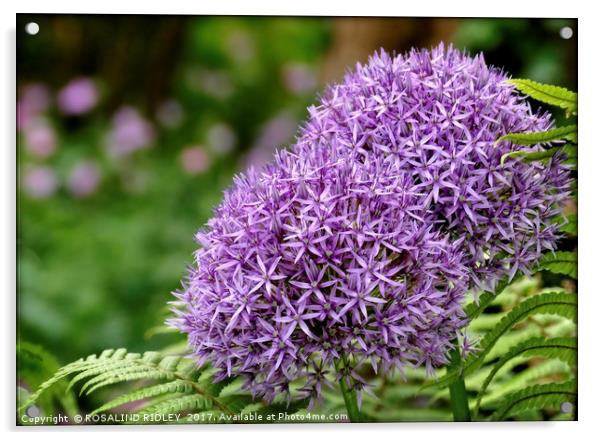 "Beautiful Purple Allium" Acrylic by ROS RIDLEY