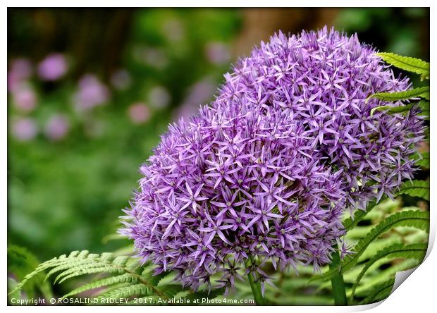 "Beautiful Purple Allium" Print by ROS RIDLEY