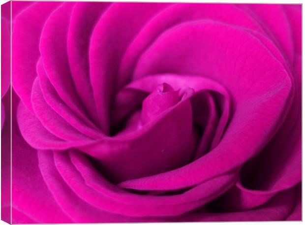       Lilac rose                          Canvas Print by Anthony Kellaway
