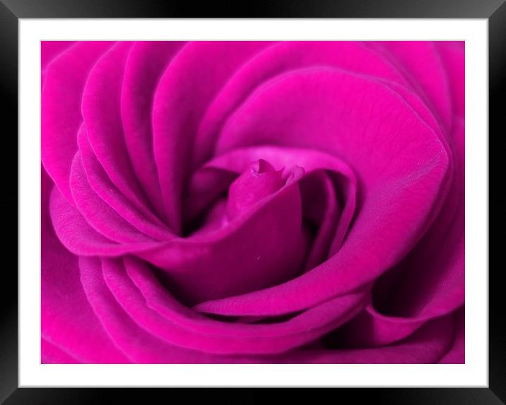       Lilac rose                          Framed Mounted Print by Anthony Kellaway