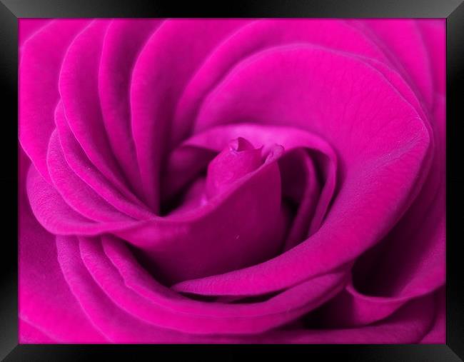       Lilac rose                          Framed Print by Anthony Kellaway