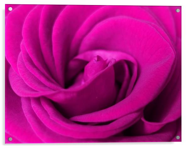       Lilac rose                          Acrylic by Anthony Kellaway
