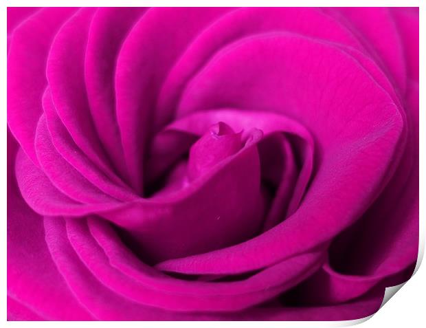       Lilac rose                          Print by Anthony Kellaway