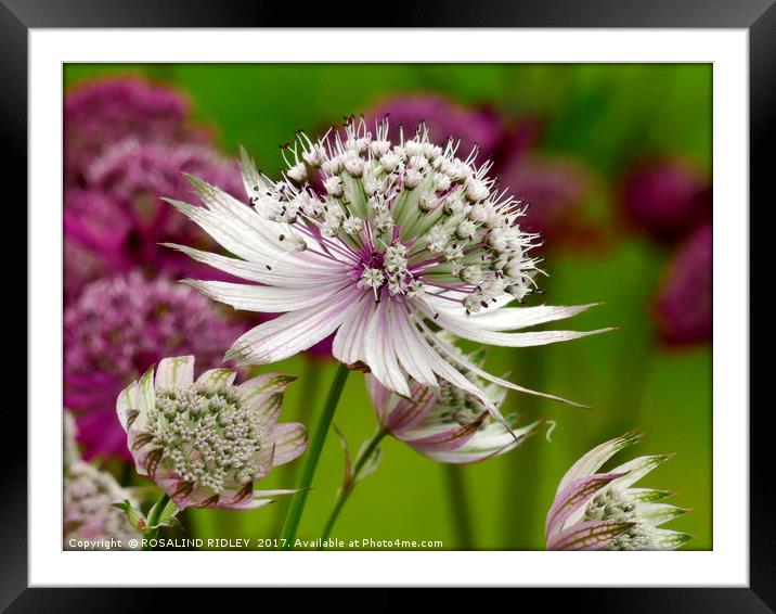 "White Astrantia" Framed Mounted Print by ROS RIDLEY