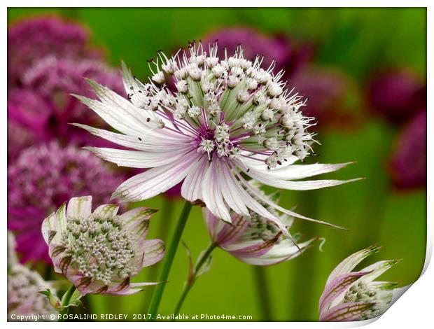 "White Astrantia" Print by ROS RIDLEY