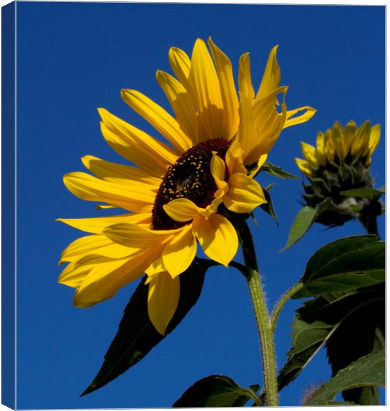 Sunflower Canvas Print by Colin Tracy