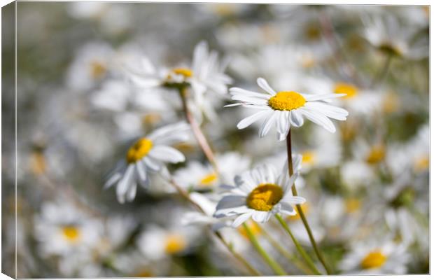 Oxeye Daisies Canvas Print by Colin Tracy