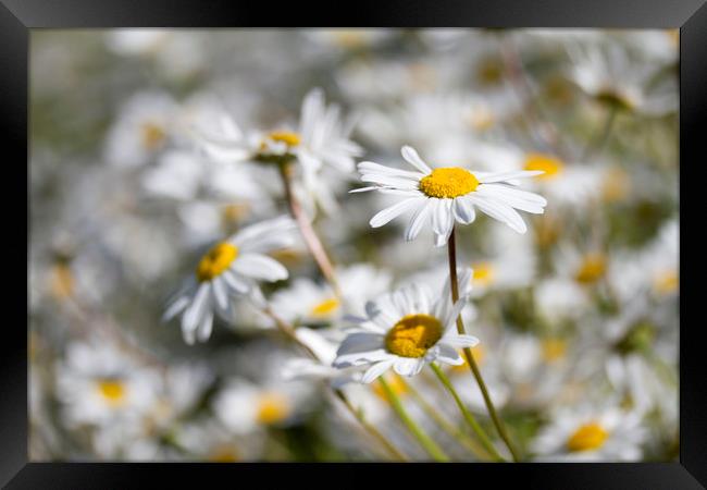Oxeye Daisies Framed Print by Colin Tracy