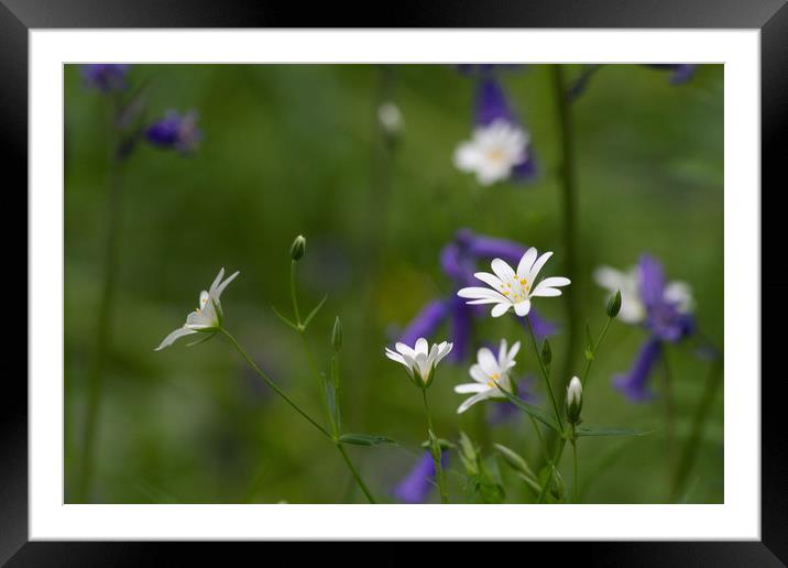 Stitchwort against Bluebells Framed Mounted Print by Colin Tracy