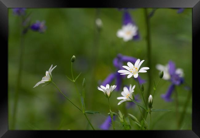 Stitchwort against Bluebells Framed Print by Colin Tracy