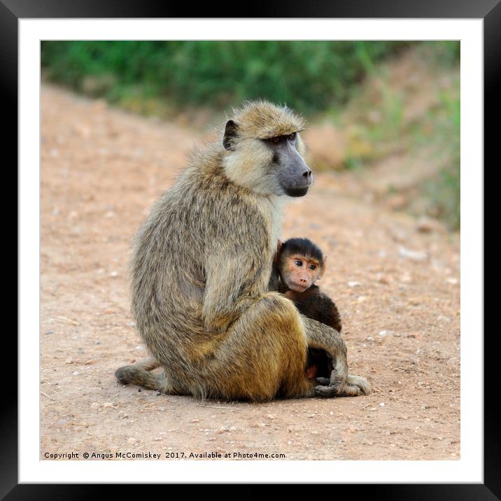 Baboon with young, Amboseli National Park, Kenya Framed Mounted Print by Angus McComiskey