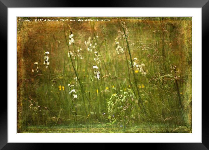 Cotton Grass Framed Mounted Print by LIZ Alderdice