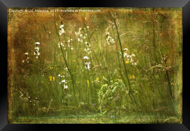 Cotton Grass Framed Print by LIZ Alderdice