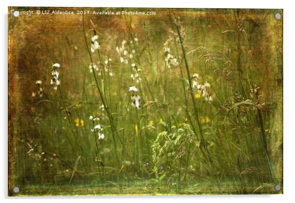 Cotton Grass Acrylic by LIZ Alderdice