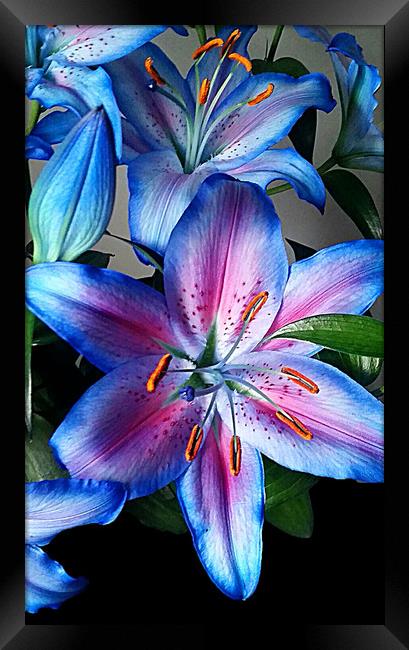 Lilies Framed Print by Anthony Kellaway