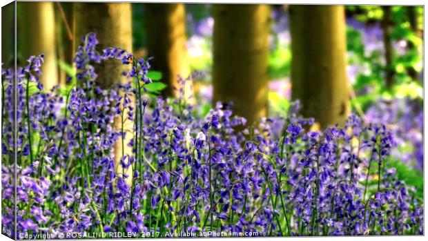 "Evening Light in the BlueBell Wood 2" Canvas Print by ROS RIDLEY