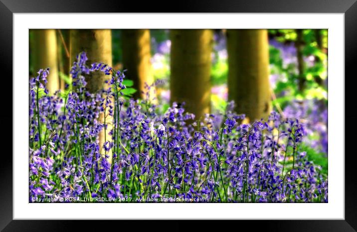 "Evening Light in the BlueBell Wood 2" Framed Mounted Print by ROS RIDLEY