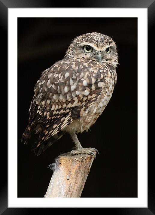 Burrowing Owl Framed Mounted Print by Oxon Images