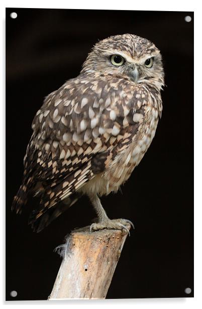 Burrowing Owl Acrylic by Oxon Images