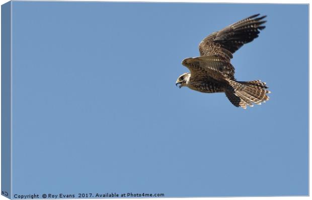 Hawk in flight Canvas Print by Roy Evans