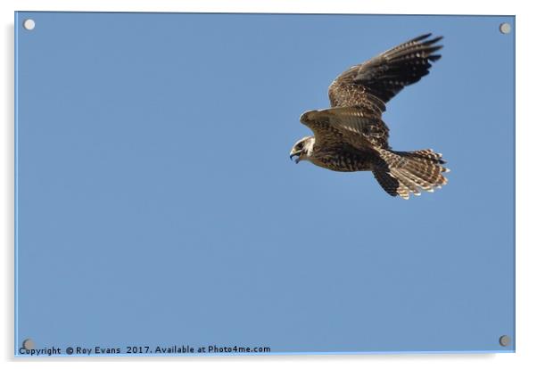 Hawk in flight Acrylic by Roy Evans