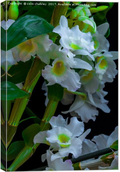 Array of White Orchids Canvas Print by colin chalkley