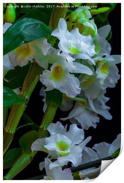 Array of White Orchids Print by colin chalkley