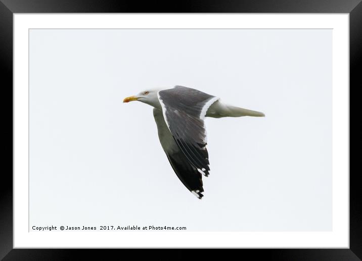 Seagull in Flight  Framed Mounted Print by Jason Jones