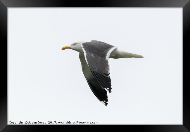 Seagull in Flight  Framed Print by Jason Jones
