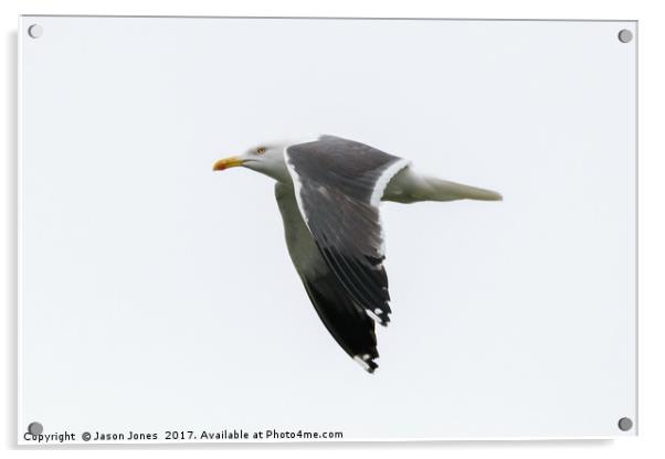 Seagull in Flight  Acrylic by Jason Jones