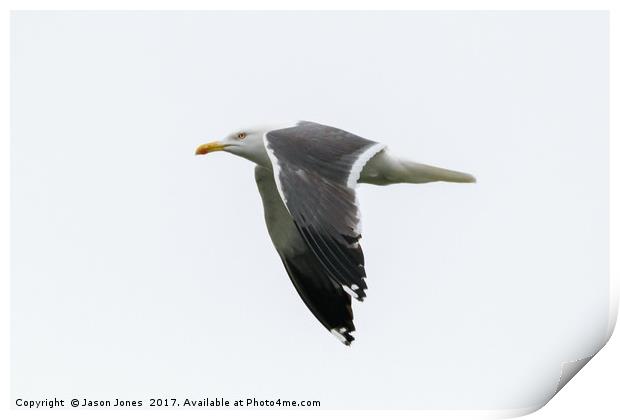 Seagull in Flight  Print by Jason Jones